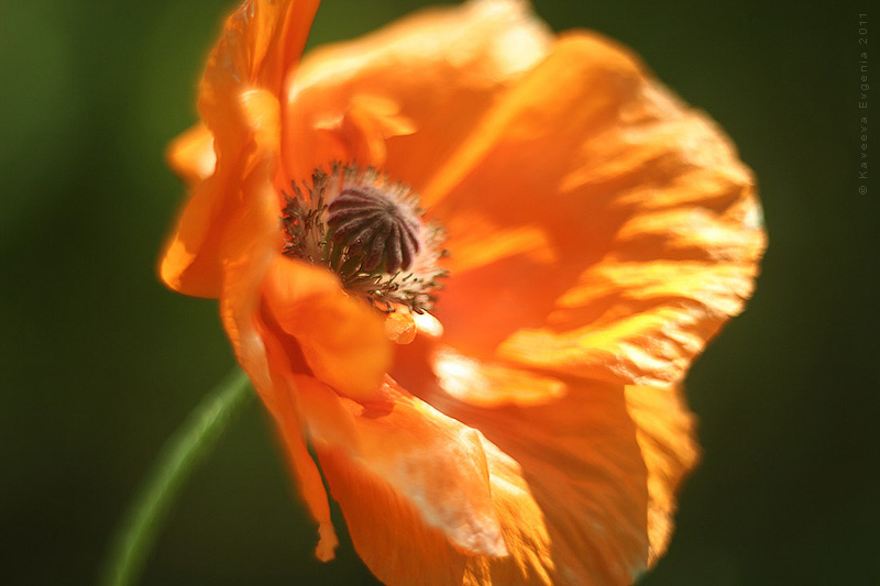 Floral pictures