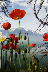 Red Flower and Mountain