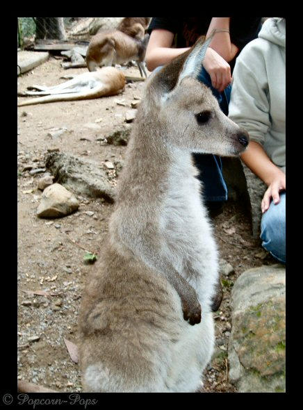 Baby Joey by popcorn-pops on DeviantArt