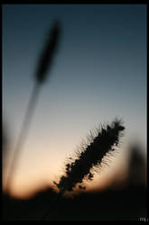 Grass at Dusk