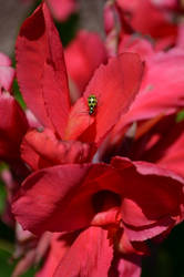 Red Bud Green Bug