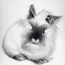 Lionhead Rabbit