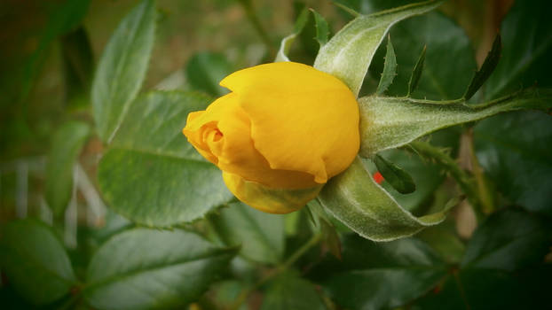 Yellow Rose