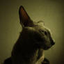 Cat 1