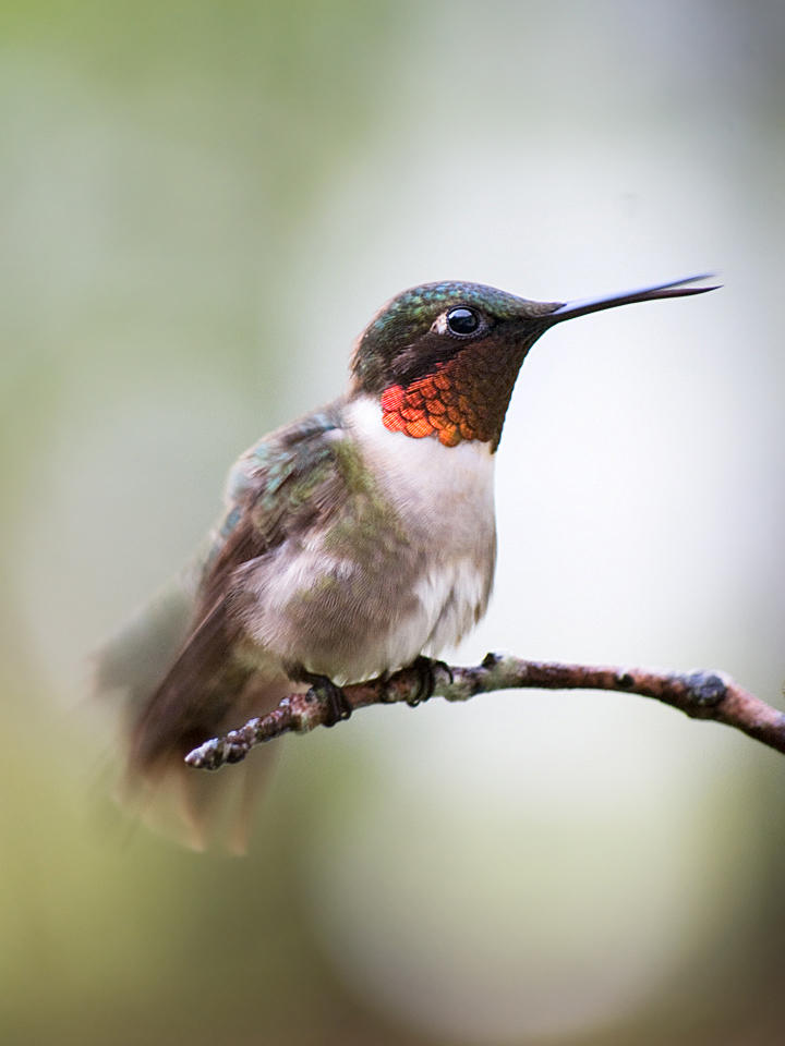 Flirty Ruby Throat Hummingbird