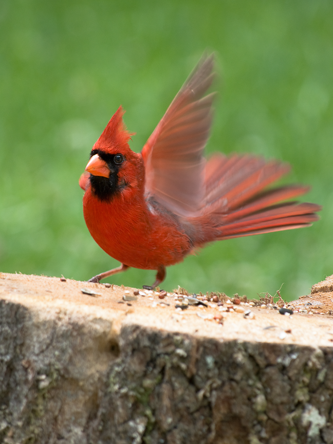 Male Cardinal Landing