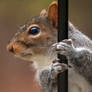Stripper Pole Squirrel