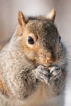 Squirrel Nom Nom