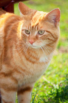 Farmers Cat