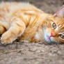 Orange Cat Chillaxing