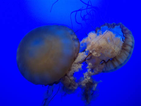 Two Jellyfish