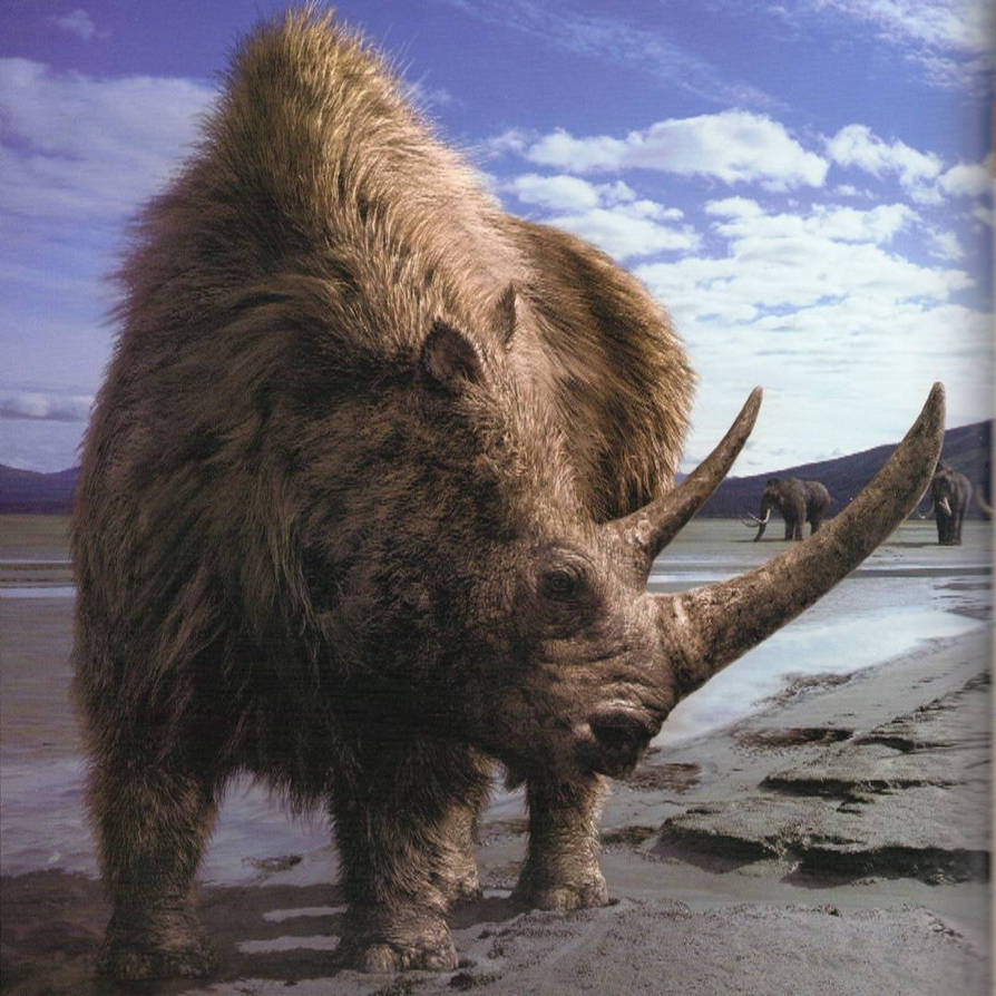Мамонт рино. Древний шерстистый носорог. Сибирские шерстистые носороги. Шерстистый носорог и мамонт. Шерстистый носорог ледникового периода.