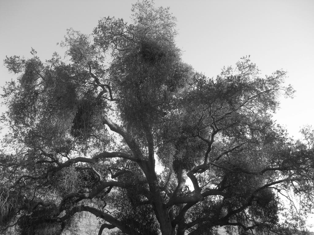 Wise tree by Misteryseye on DeviantArt