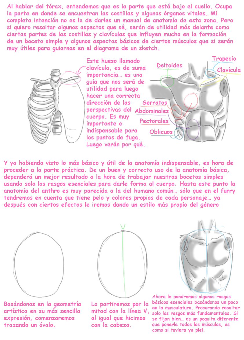 Aprende furry 6 (Torax)