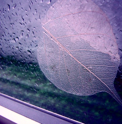 rain in the window