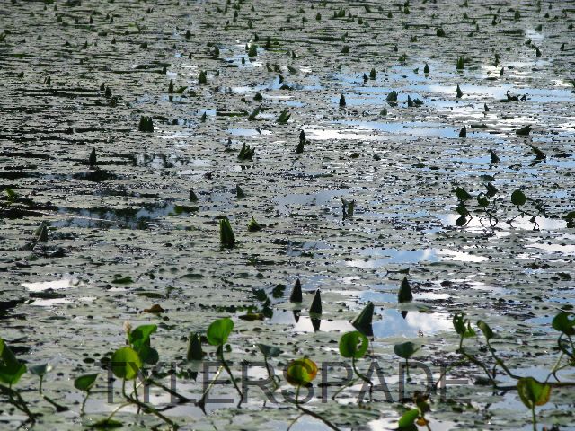 Water lilies