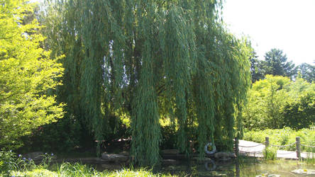 Weeping Willow