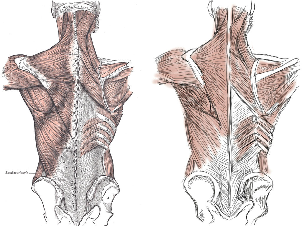 Human Anatomy - Back by saagar222 on DeviantArt