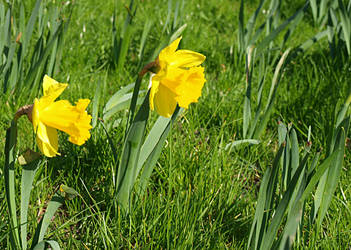 Daffodils