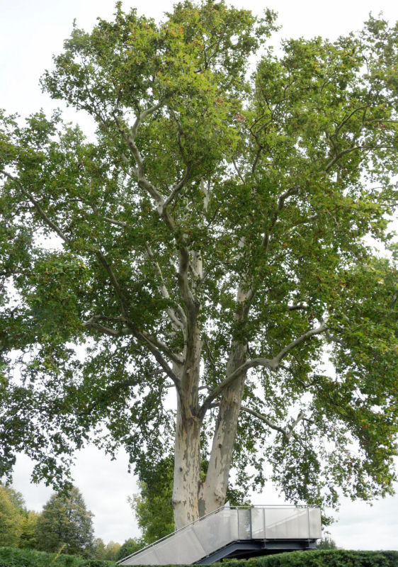 Rootless tree by Bugeyes81 on DeviantArt