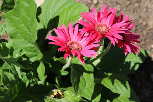 PinkGerbera