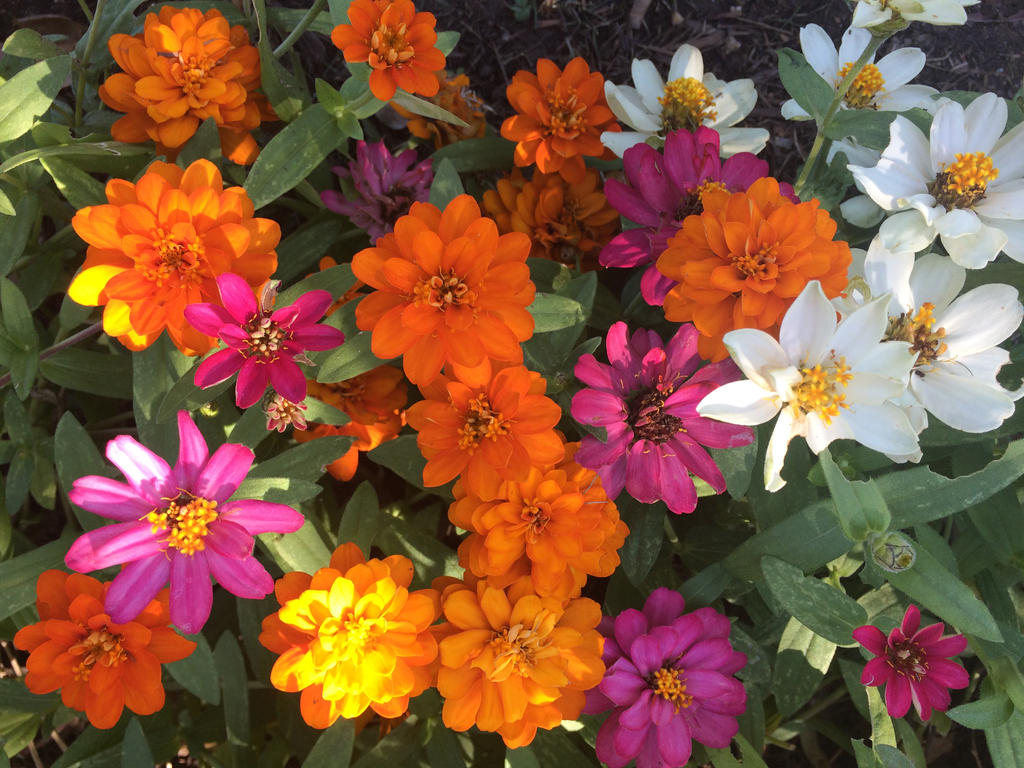 Summer Zinnias