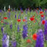 Wildflower Field