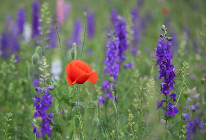 Wildflowers - Poppy among purple larkspur