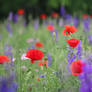 Poppies with purple wildflowers