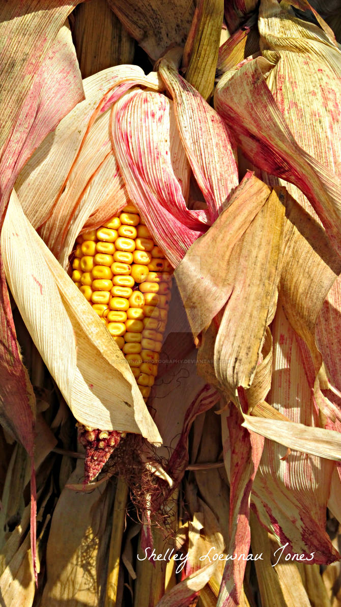 Dried Corn in the Husk by LoewnauPhotography on DeviantArt Dried Corn in the Husk by LoewnauPhotography on DeviantArt
