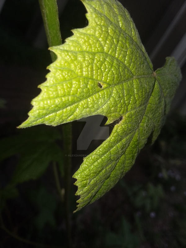 Leaf Ridges by AlexzanderMoon on DeviantArt
