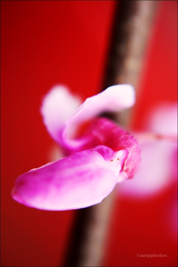 Cercis Canadensis