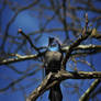 Common Grackle