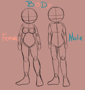 Male and Female Body