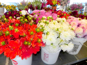 Dahlias for Sale