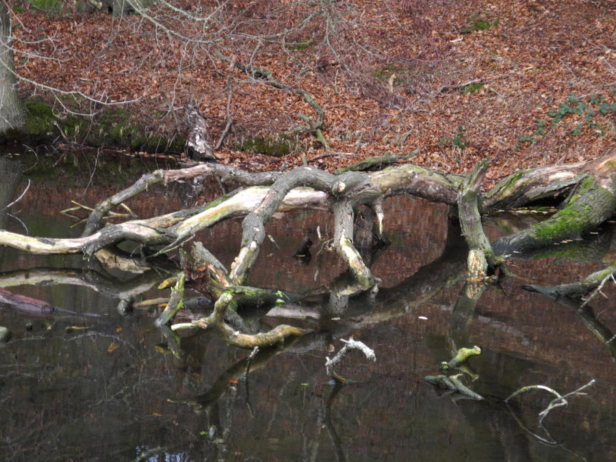 tree in water