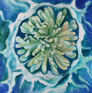 Chrysanthemum Variation