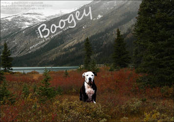 Boogey