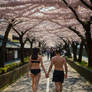 Walking Through the Cherry Blossoms