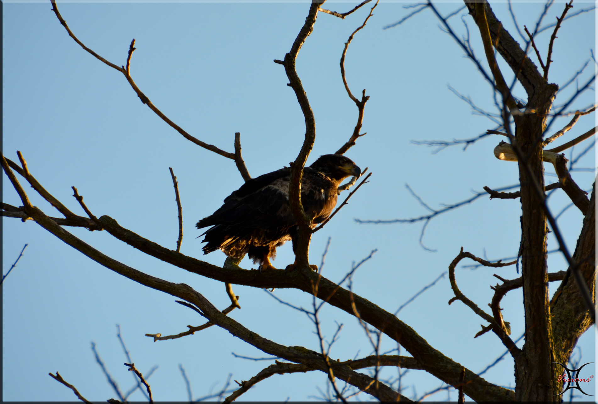 Bald Eagle chillin