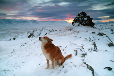 sniffing in the wind