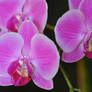 Orchidee