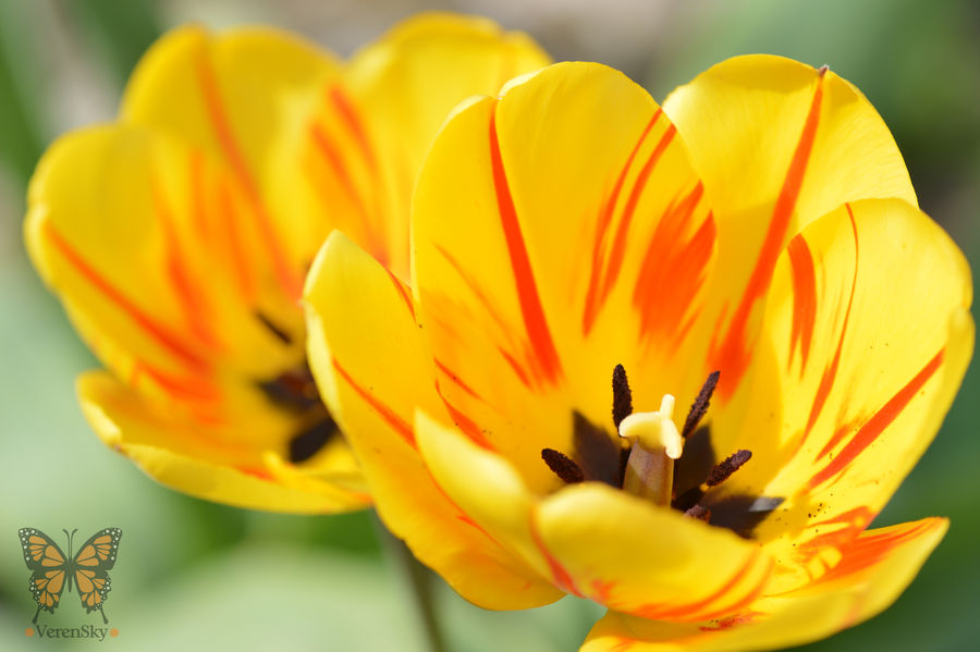 Tulip by VerenSky Tulip by VerenSky
