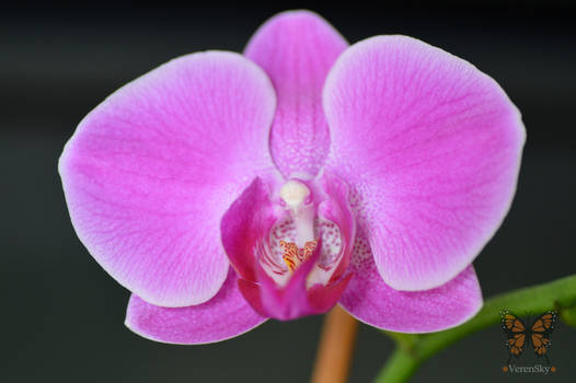 Orchid