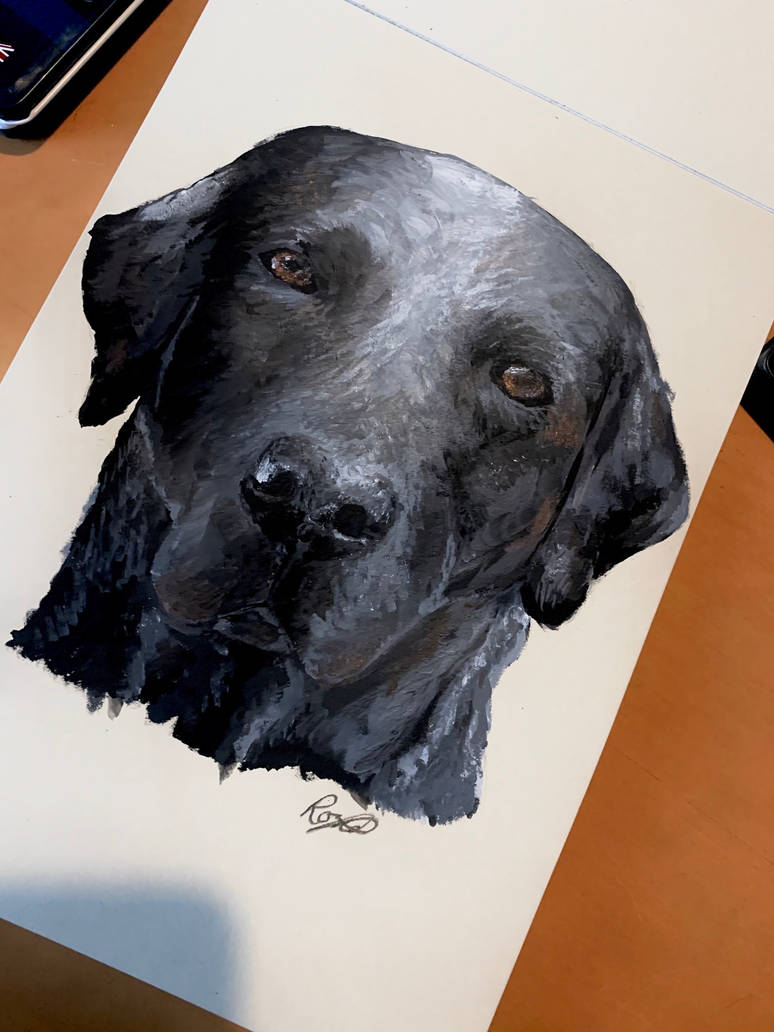 Black Lab Deviantart Black Labrador by RosiePetcheyArt on DeviantArt