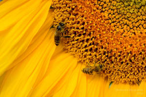 Bee my Sunflower