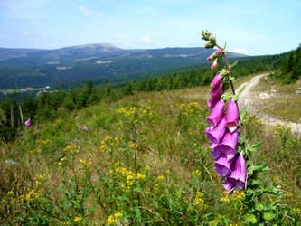 Digitalis purpurea