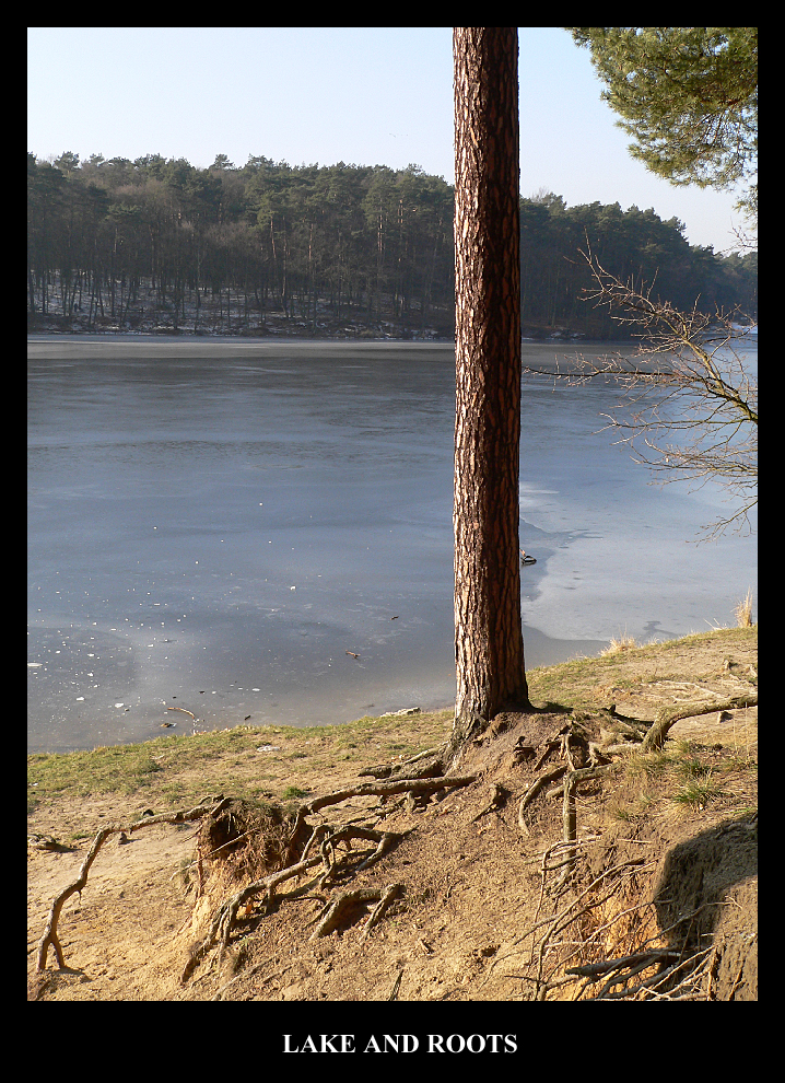 Lake and roots