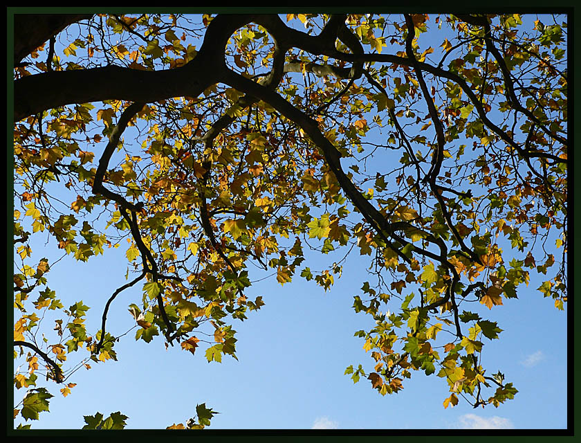 Late Leaves