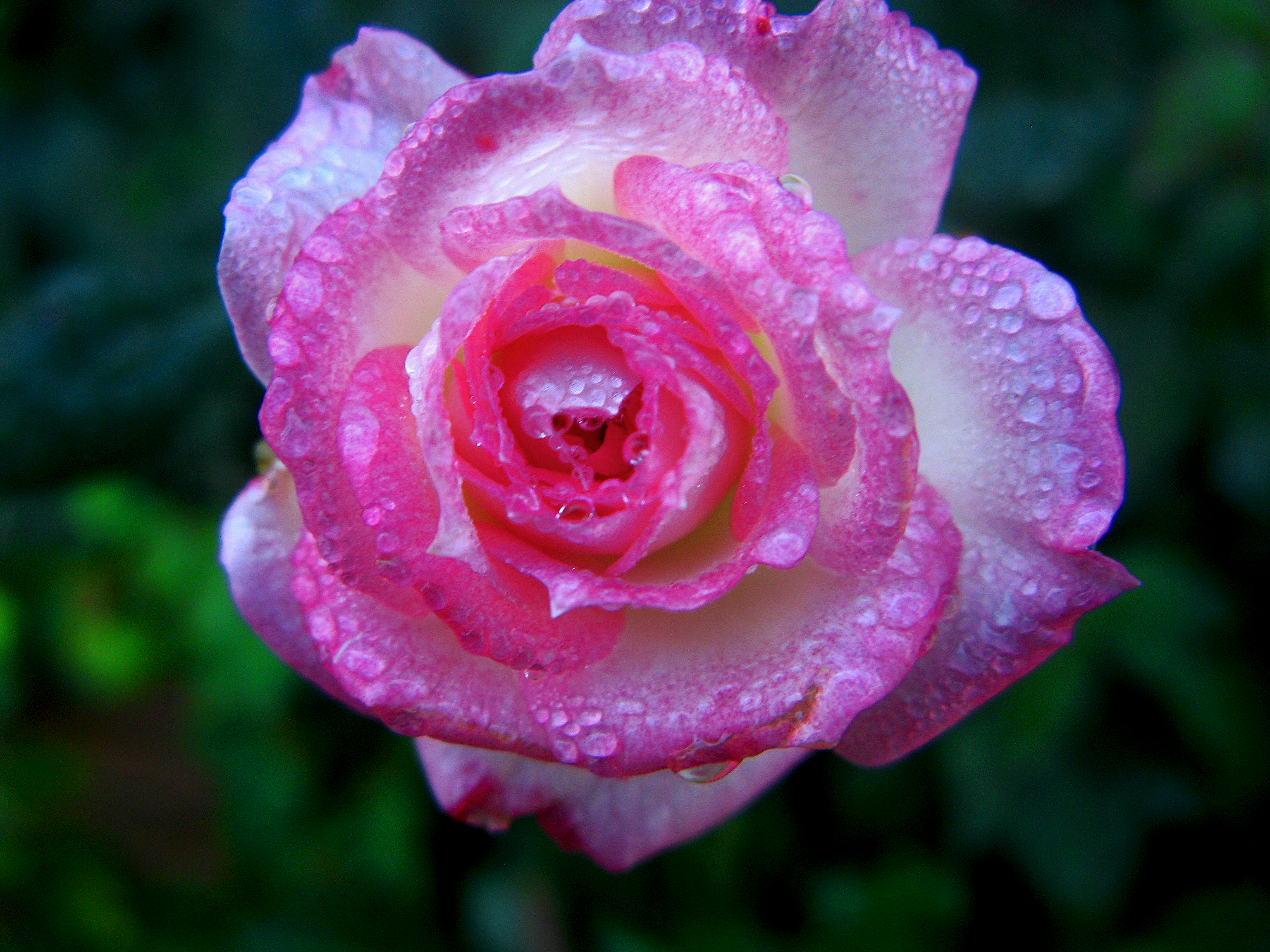 Radiated Hose and a Pretty Pink Rose.